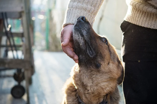 Foto: Lena Ivanova/Shutterstock