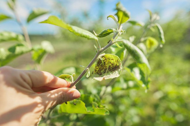 Ušive poganjke v domačem vrtu lahko izrezujemo. Foto: VH-studio/Shutterstock
Foto: