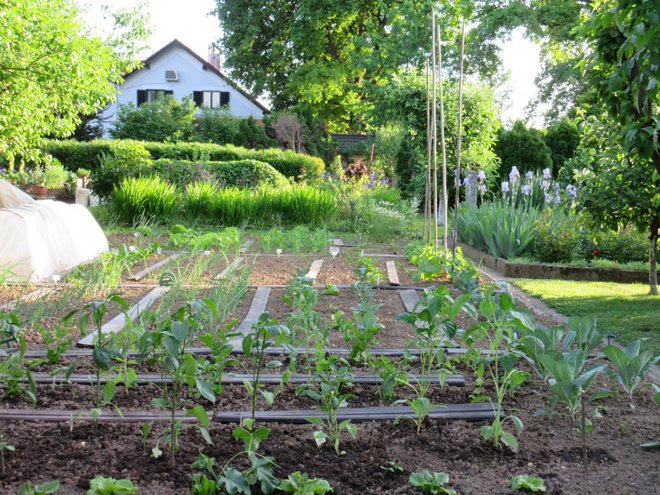 Mešana zasaditev. FOTO: arhiv Plantelle
Foto: