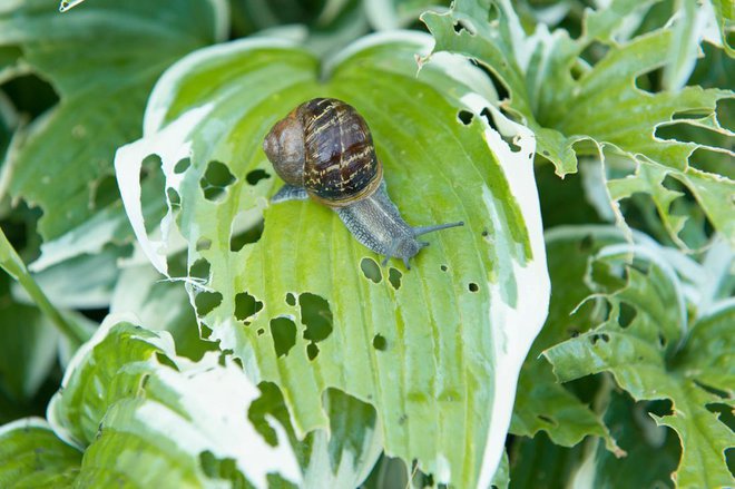 Ker predstavljajo hoste med okrasnimi rastlinami polžem skoraj najljubšo pojedino, jih zaščitimo z ovirami. FOTO: MirasWonderland/Shutterstock
Foto: