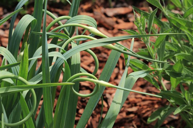 Peski, mladi cvetni poganjki česna, so ponekod kulinarična poslastica. Foto: gardenlife/Shutterstock
Foto: