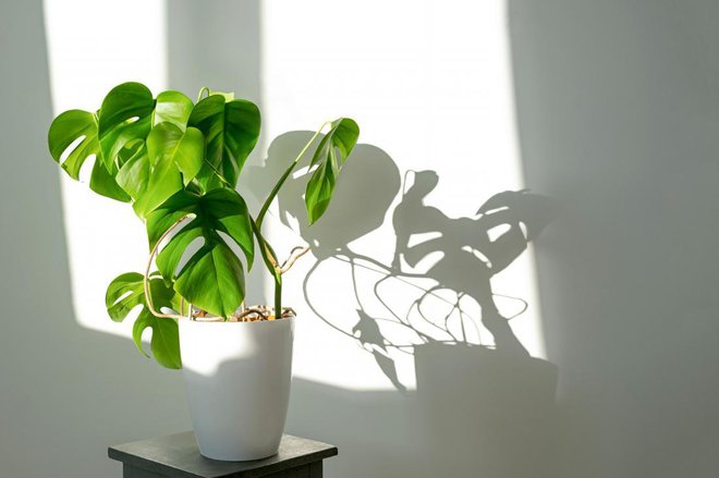 Monstera potrebuje svetlo mesto z indirektno svetlobo. FOTO: Irina Zharkova31/Shutterstock
Foto: