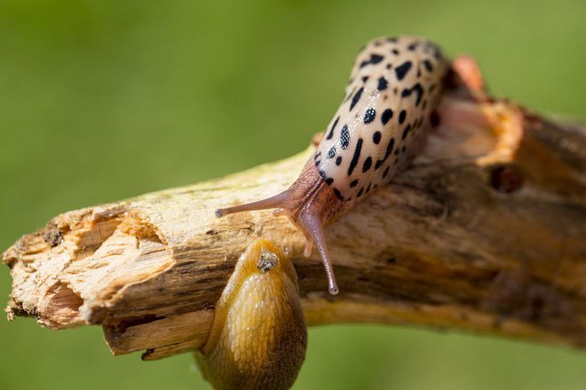 Veliki slinar brani svoj teren. Foto: Dlabajdesign/Shutterstock
Foto: