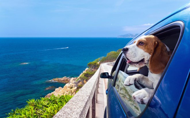 FOTO: Igor Normann/Shutterstock Foto: