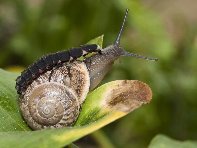 Ličinka velike kresnice se spravi tudi na polže, nekajkrat večje, kot je sama. Foto: Txanbelin/Shutterstock
Foto: