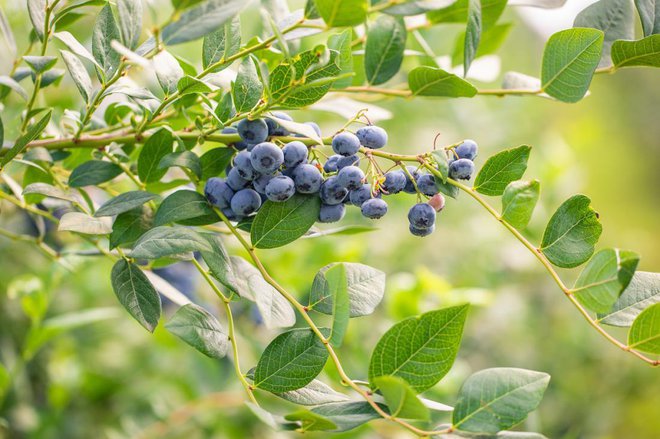 Ponekod pozeba ni vzela ameriških borovnic. Foto: Simon Kadula/Shutterstock
Foto: