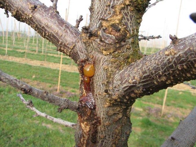 Smoljenje na koščičarjih je posledica okužbe s cvetno monilijo, žal je ta marelica obsojena na propad. Foto: Roman Mavec
Foto: