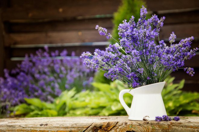 Tudi sivka komarjem ni ravno povšeči, zato naj bo ta rastlina v bližini terase, kjer posedate ob večerih. FOTO: Katsiaryna Lipianskaya/Shutterstock 
Foto: Katsiaryna Lipianskaya/ Shutterstock