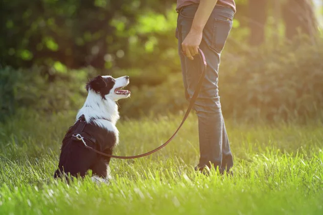 Foto: Dora Zett/Shutterstock