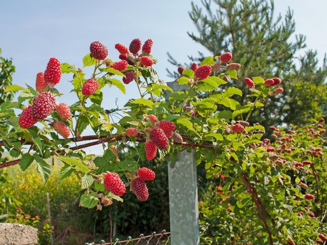 Avgusta obiramo tayberry. Foto: M. Schuppich/Shutterstock
Foto: