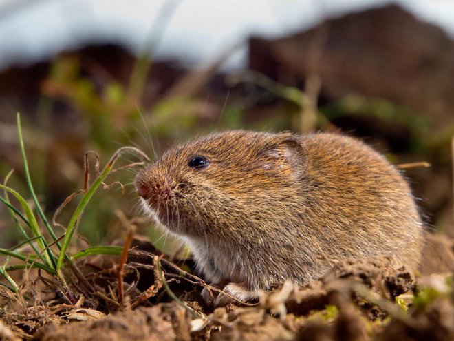 Voluhar pod zemljo dela rove, dolge tudi do 50 metrov in sproti počisti vse korenine, ki mu pridejo na pot. foto: Rudmer Zwerver/Shutterstock
Foto: