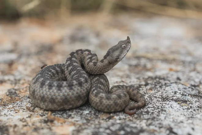 Foto: Marian Cazacu/Shutterstock