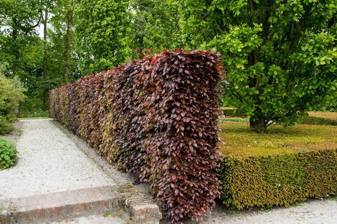 Živi meji iz rdečelistne bukve (levo) in tise (desno). Foto: Wiert Nieuman/Shutterstock
Foto: