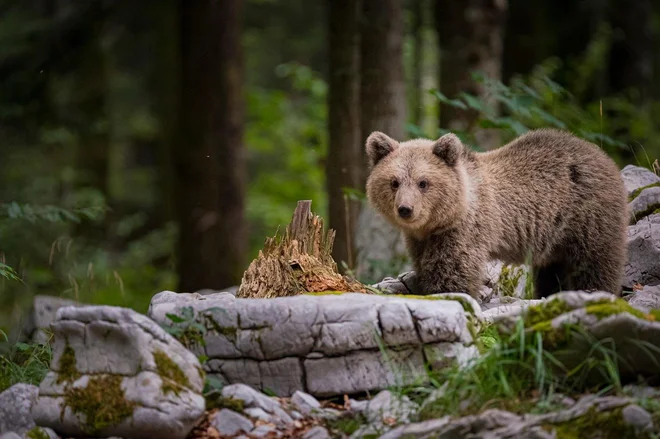 Foto:  Federico Bonifazi/Shutterstock