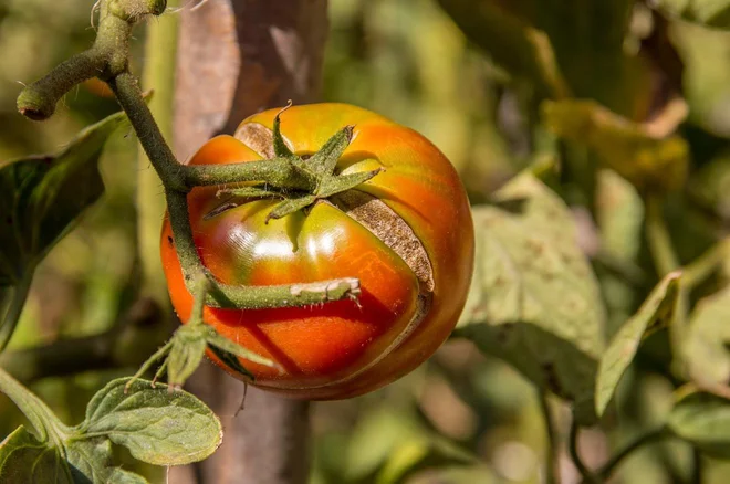 Foto: Goran Lakovic/Shutterstock