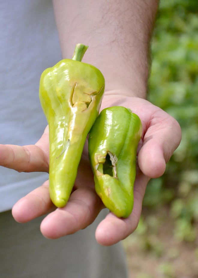 Iz ranjenih plodov nikoli ne delamo shrankov za zimo. Foto: agrofruti/Shutterstock
Foto: