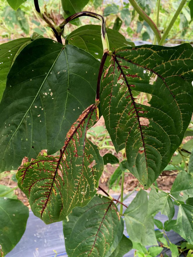 Pri vdrti fižolovi pegavosti opazimo rdečerjave ožige na listnih žilah. Foto: Plant Pathology/Shutterstock
Foto: