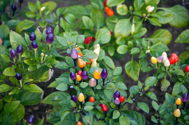 Sorta bolivian rainbow, ki zori v mavričnih barvah, je lahko tudi okrasna rastlina za lonec. Foto: Yunorina/Shutterstock
Foto: