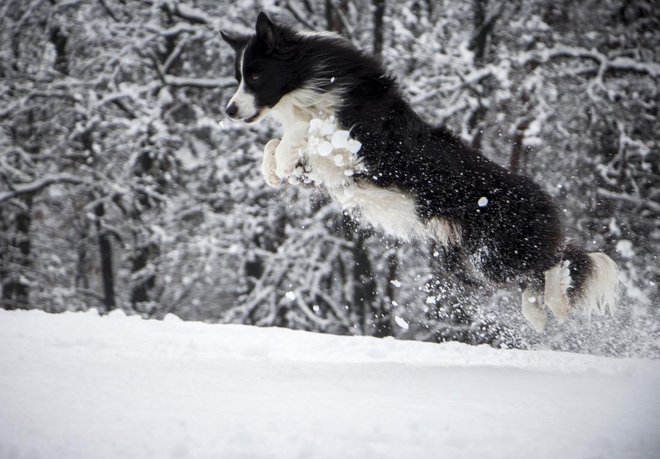 Lun in njegovo snežno veselje. FOTO: Gordana Zalaznik
Foto: