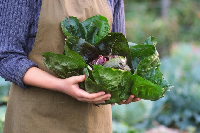 Če ste premišljeno izbrali sorte jesenskega in zimskega radiča, boste vse do zime založeni z domačimi vitamini. Foto: Valentina_G/Shutterstock
Foto: