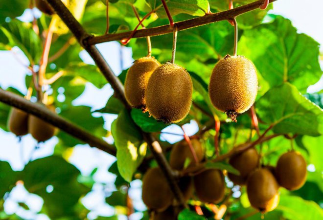 Kivi poberemo konec meseca ali v začetku novembra, a pred zmrzaljo. Foto: mcherevan/Shutterstock
Foto: