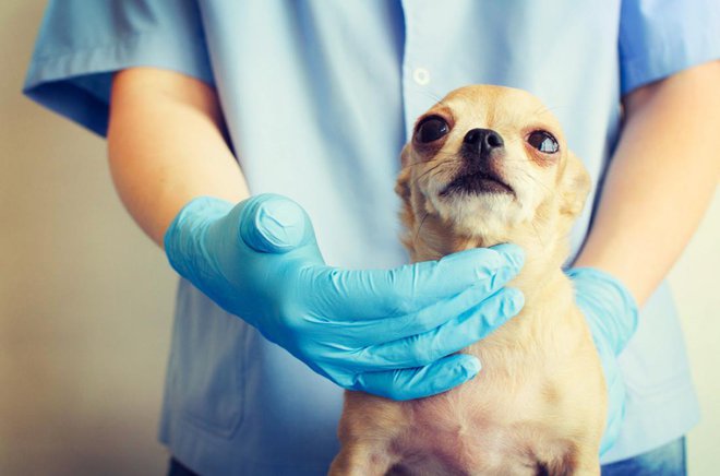 Vzrejni pregledi so zelo pomembni, da preprečimo nadaljnje uničevanje posameznih pasem psov. FOTO: TercoPics/Shutterstock Foto: