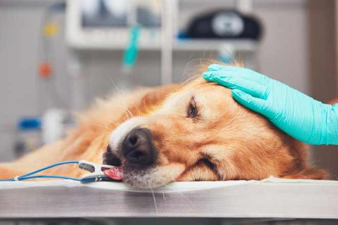 Mogoče se komu zdijo pregledi dragi, vendar z zgodnjim odkrivanjem bolezni dolgoročno zmanjšamo stroške zdravljenja. FOTO: Jaromir Chalabala/Shutterstock Foto: