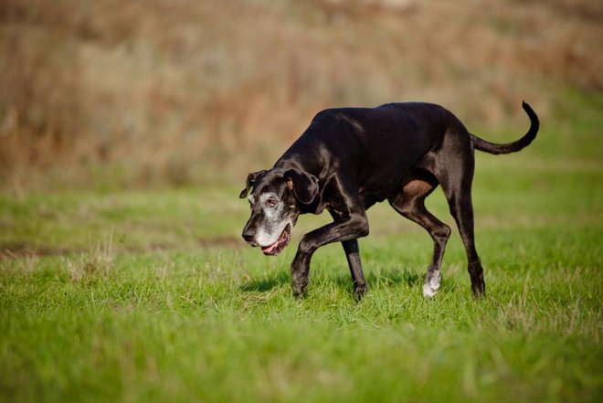 Starejši pes naj ne pretirava z gibanjem. Bolje je, da z njim naredite več krajših sprehodov namesto enega daljšega. FOTO: otsphoto/Shutterstock
Foto: