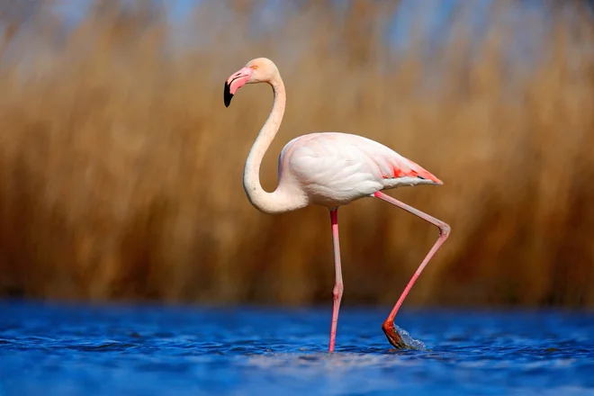 Foto: Ondrej Prosicky/Shutterstock