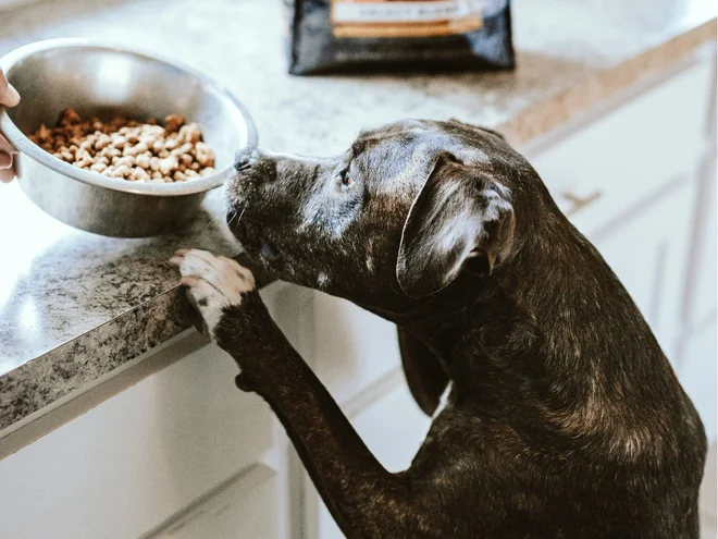 Foto: Chewy/Unsplash