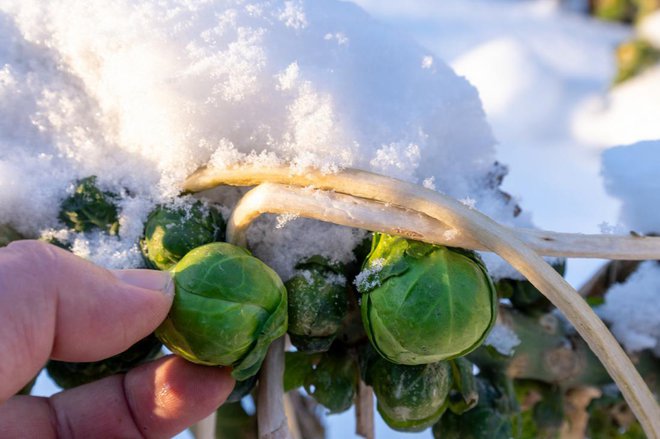 Brstični ohrovt pobiramo tudi pozimi. Foto: Gabor Tinz/Shutterstock
Foto: