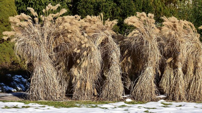 Visoke okrasne trave pred mrazom povežemo skupaj. Foto: Karel Gallas/Shutterstock
Foto: