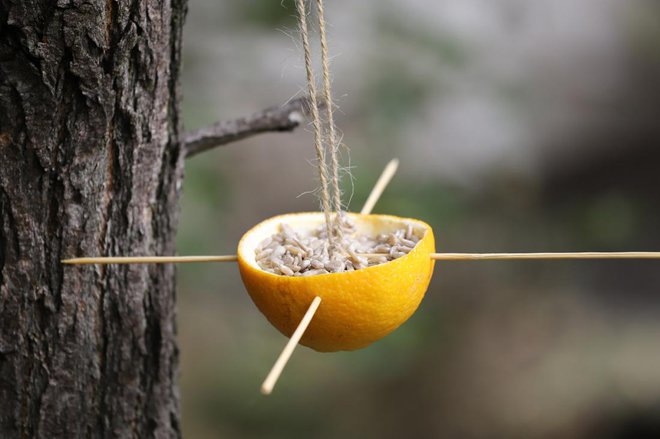 V sadovnjak lahko obesimo tudi doma narejene krmilnice za ptice. Foto: R R/Shutterstock
Foto: