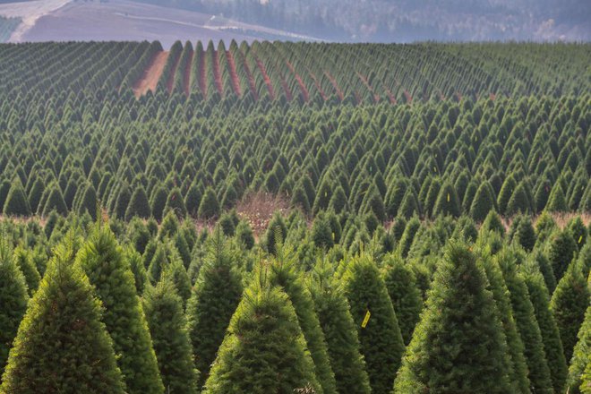 Največje plantaže  novoletnih jelk so v ZDA, ta na fotografiji je v Oregonu. Družine z otroki pogosto naredijo izlet do njih in si tam izberejo drevesce za posek. Foto: Jamie Hooper/Shutterstock
Foto: