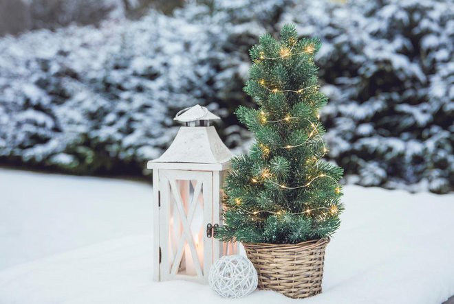 Smrečica v loncu je primernejša za okrasitev hladnejših prostorov, lepo je tudi, če stoji pred hišnim pragom. Foto: Helin/Shutterstock
Foto: Helin/Shutterstock