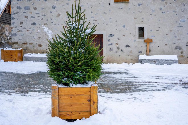 Če je bila smrečica v loncu v ogrevanem prostoru, ne sme takoj na prosto. Foto: elinaxx1v/Shutterstock
Foto: