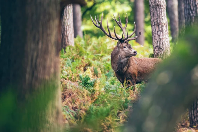 Foto: Ysbrand Cosijn/Shutterstock