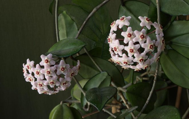 Cvetovi navadne voščenke sladko dehtijo. Foto: Halytskyi Olexandr/Shutterstock
Foto: