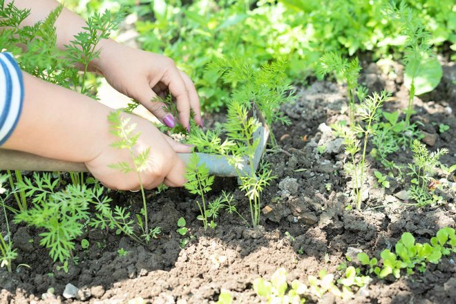 Večkratno okopavanje zaleže več kot dognojevanje. Foto: Rina Mskaya/Shutterstock
Foto: