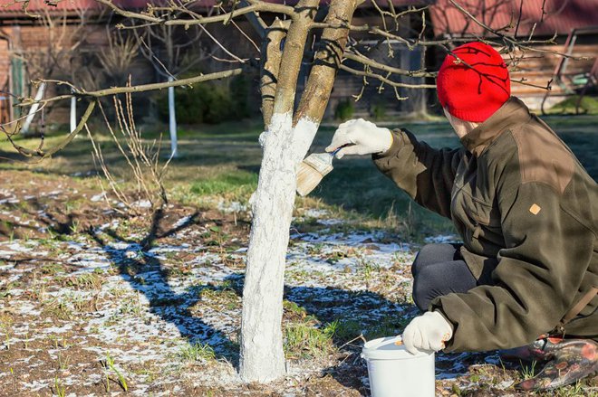 Apneni belež na deblih sadnih dreves pripomore, da ta odženejo pozneje. Foto: Zhanna Kavaliova/Shutterstock
Foto: