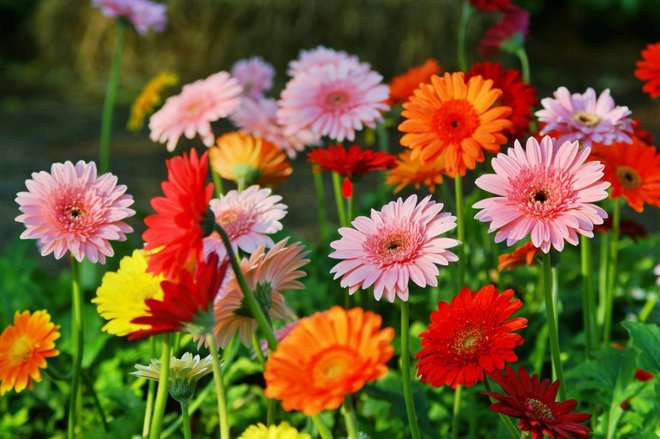 Gerbere so japonski strokovnjakinji za pospravljanje najbolj pri srcu.
Foto: Note On The Earth/ Shutterstock