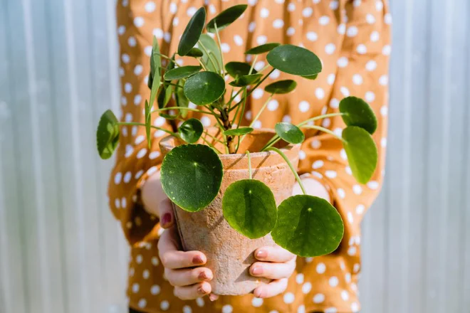 Foto: Damian Lugowski/ Shutterstock