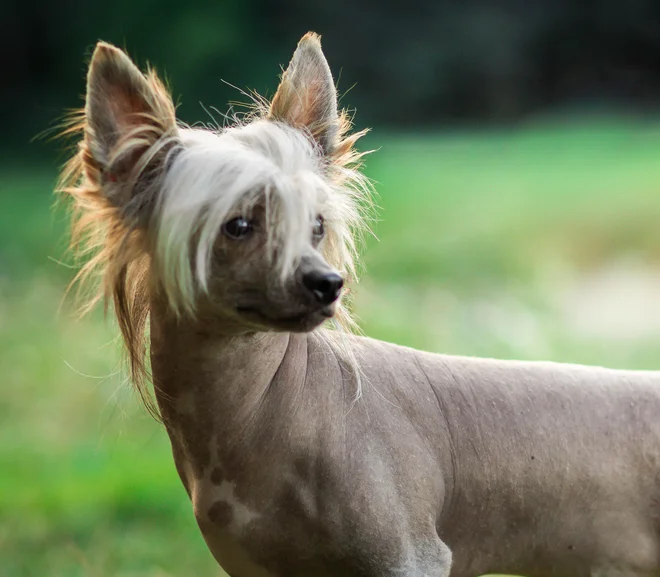 Foto: Maša Fiket (Laminacka kennel)