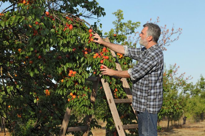 Marelica je občutljivo drevo. Foto: sima/Shutterstock
Foto: sima/Shutterstock