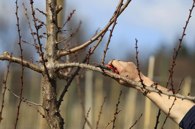 Zgodaj spomladi odstranimo vse močne navpične lanske poganjke, puščamo vodoravne, s katerimi na veji ustvarimo ribjo kost. Foto: Leon Vidic 
Foto: Leon Vidic