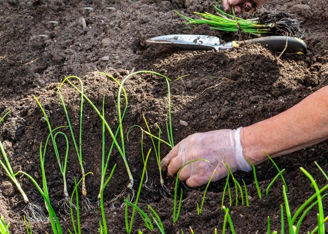 Čebulo lahko posadimo tudi s sadikami, ne le s čebulčkom. Foto: ben44/Shutterstock
Foto: