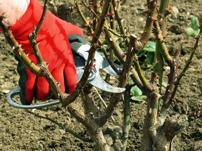 Tradicionalno režemo vrtnice v času, ko cvetijo forzicije. Foto: Tasha-photo/Shutterstock
Foto: