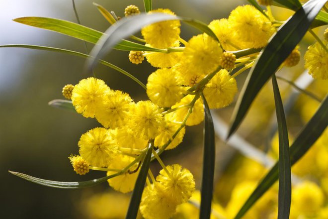 Rumeno cvetoče mimoze od januarja do marca krasijo francosko riviero.
Foto: Mauro Rodrigues/ Shutterstock