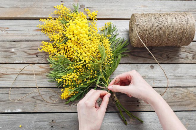 Za osmi marec v Italiji simbolično obdarujejo ženske z mimozami.
Foto: Fusionstudio/ Shutterstock