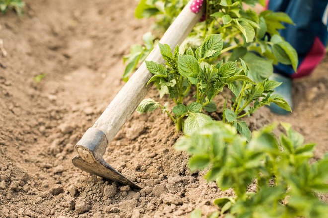 Krompir je treba tudi osuti. Foto: Elena Masiutkina/Shutterstock 
Foto: